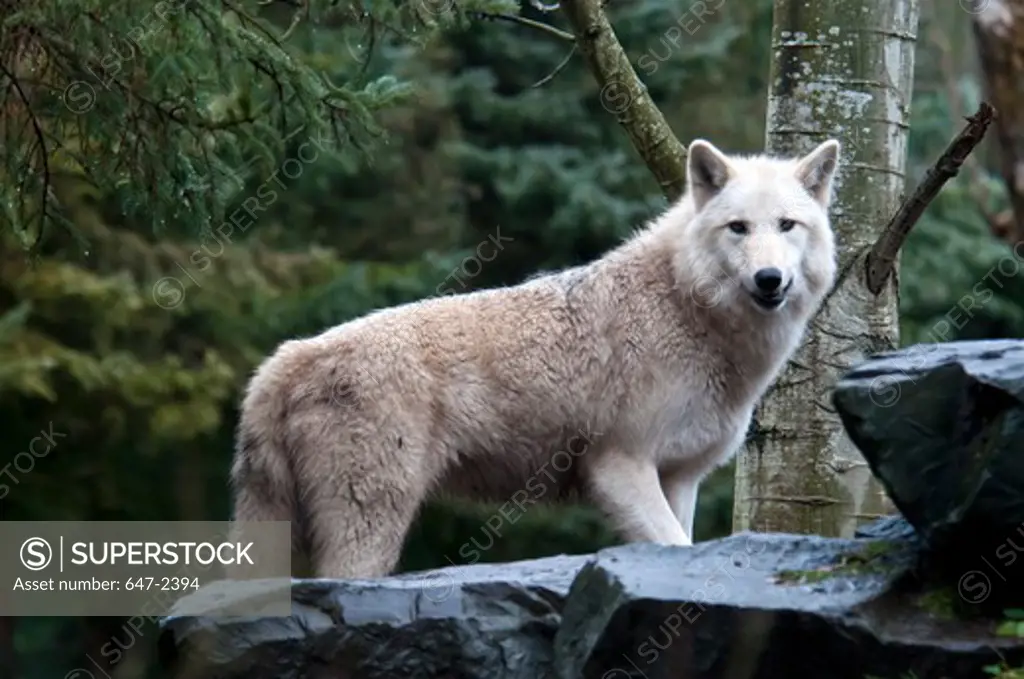 white wolf-canis lupus