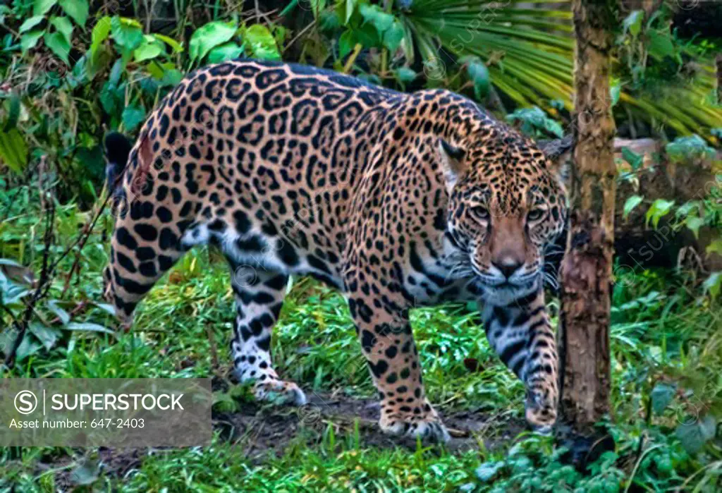 jaguar-panthera onca