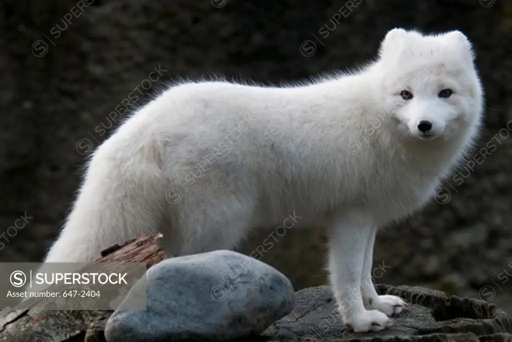 arctic fox-alopex lagopus-winter color phase