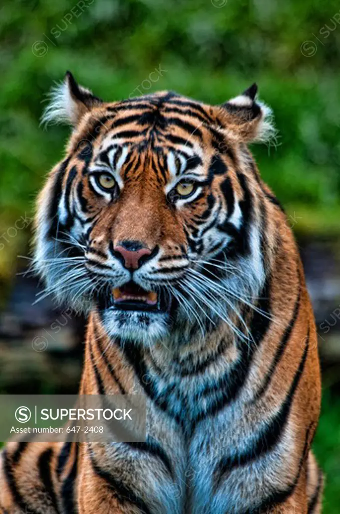 sumatran tiger