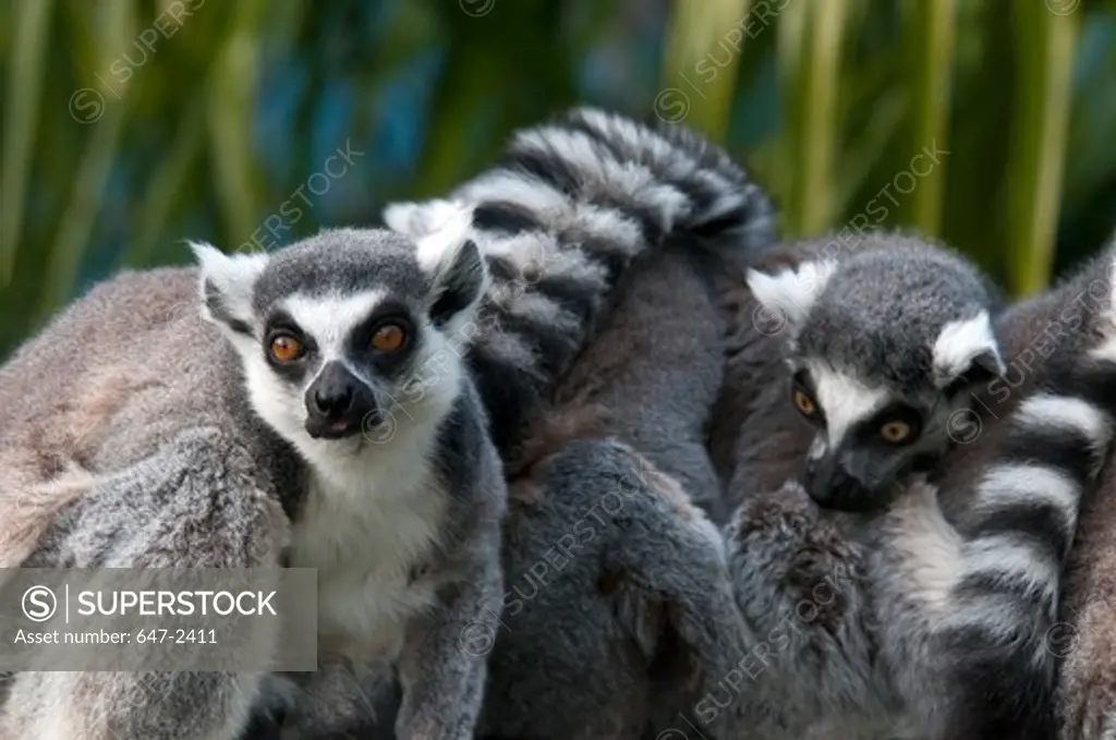 ringtail  lemur-lemur catta