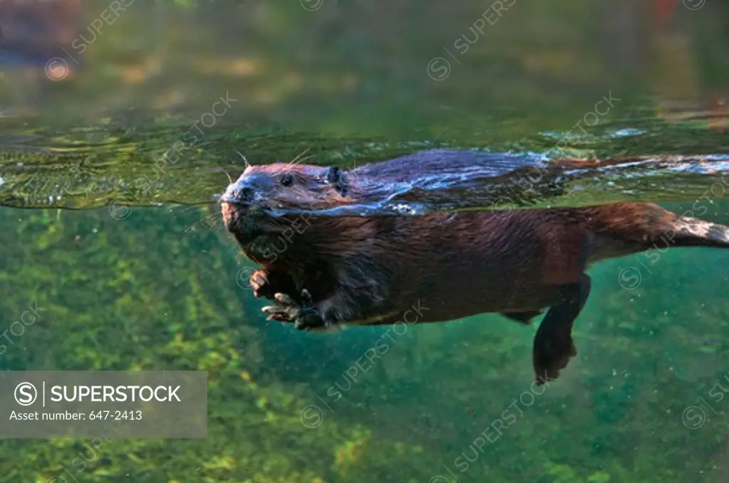 beaver-castor canadensis- seen partially underwater