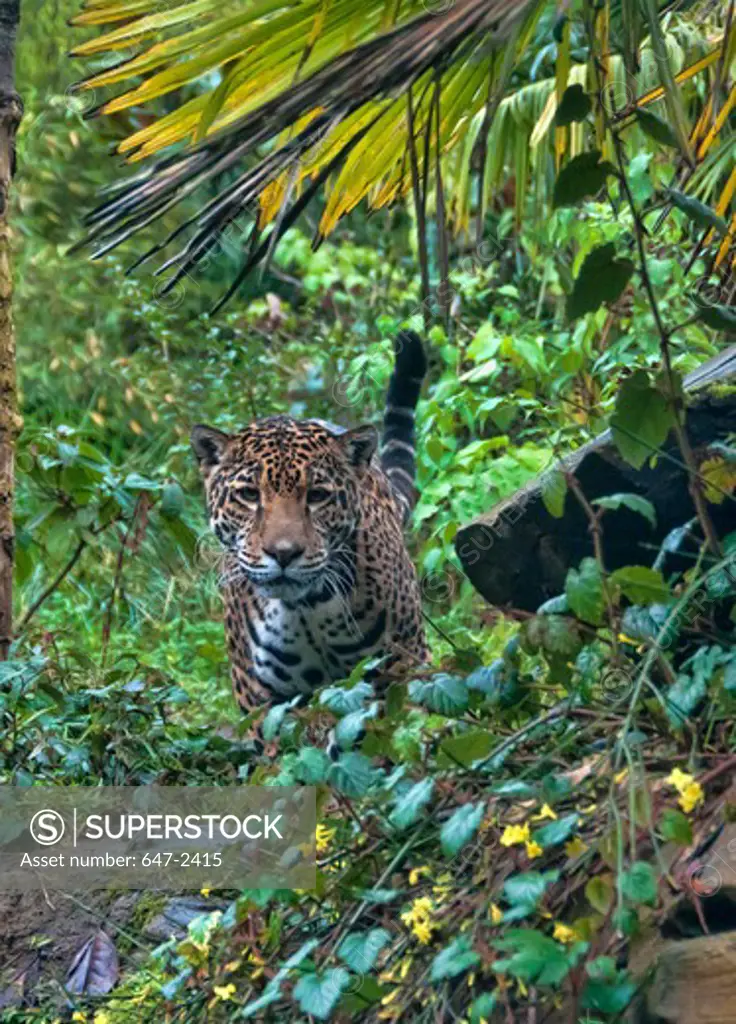 jaguar-panthera onca