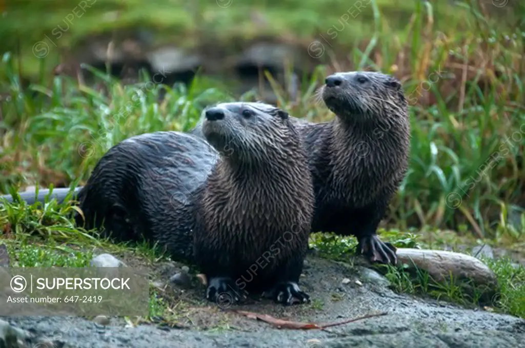 river otter--lutra canadensis
