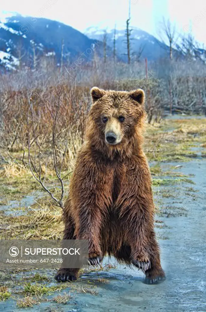 brown bears-alaska