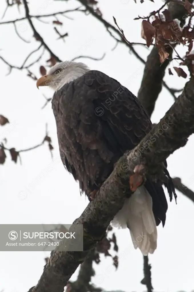 bald eagle-chilkat bald eagle preserve-november-haines-alaska