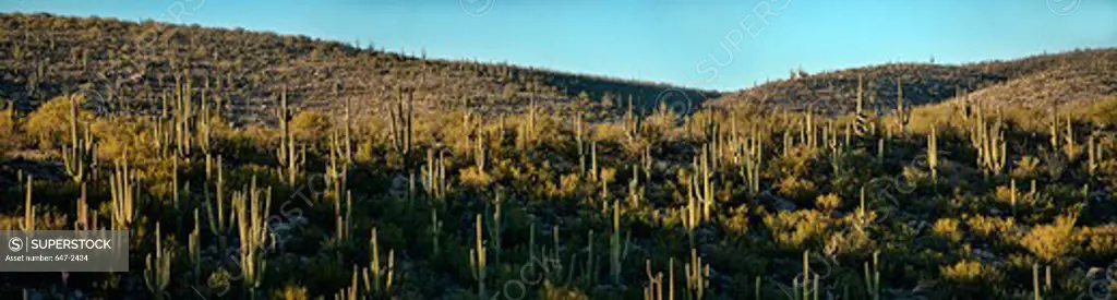 catalina state park-arizona