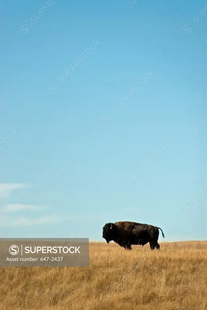 American bison standing sideways in grasslands