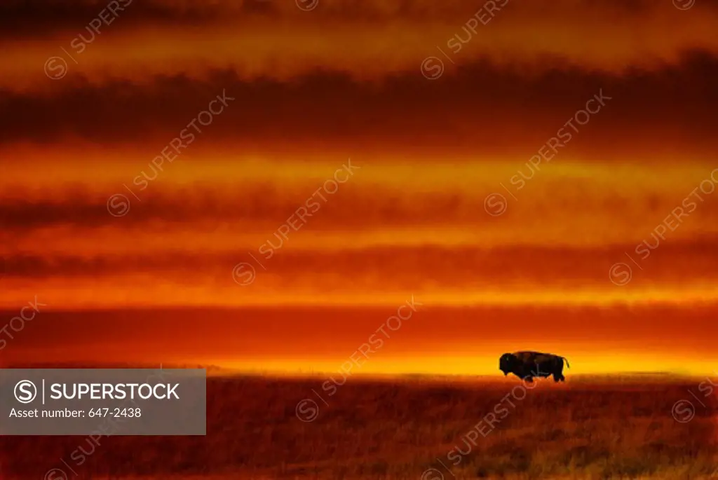 American bison standing sideways in grasslands