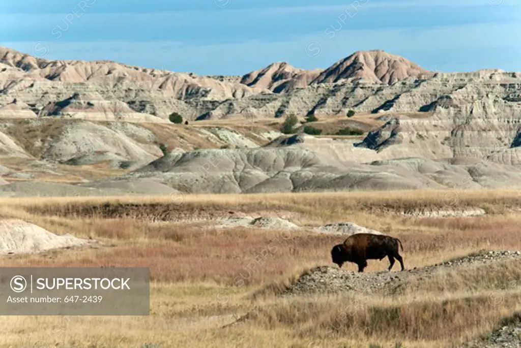 Bison standing amongst eroded hills.