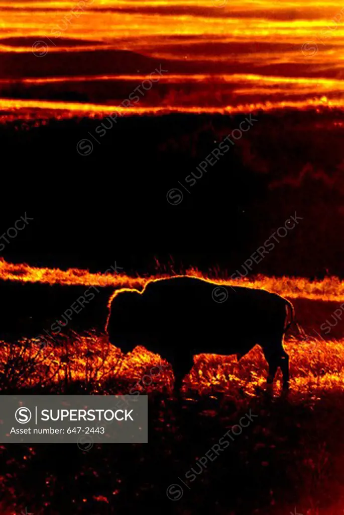 Bison bull silhouetted at sunset.