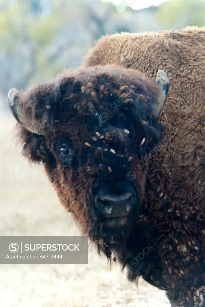 Bison portrait closeup.