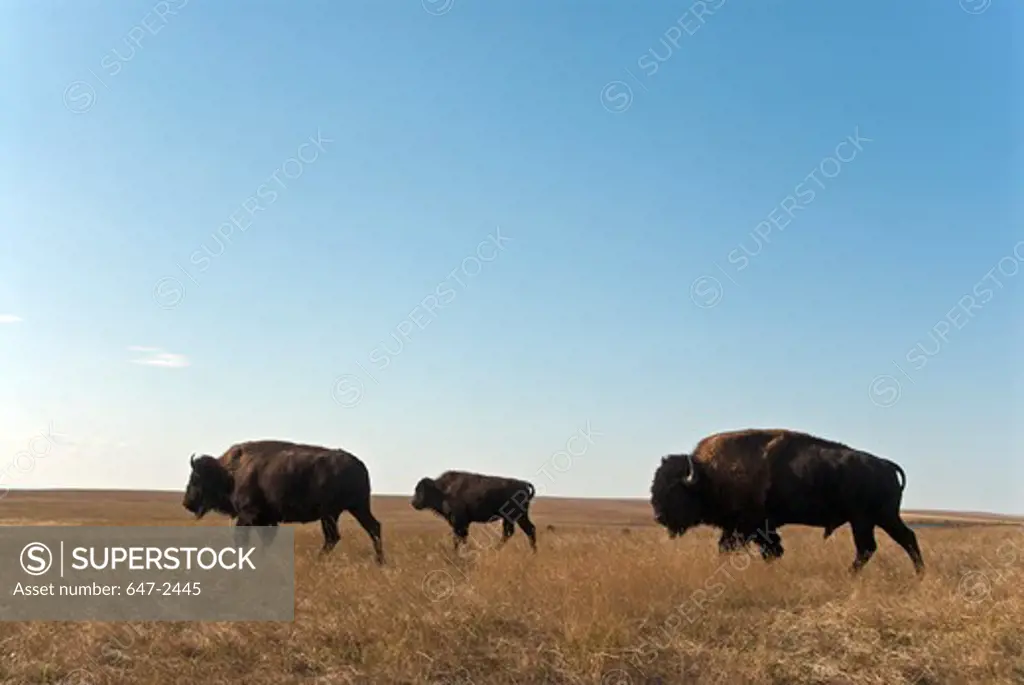 Three bison walking across grasslands.