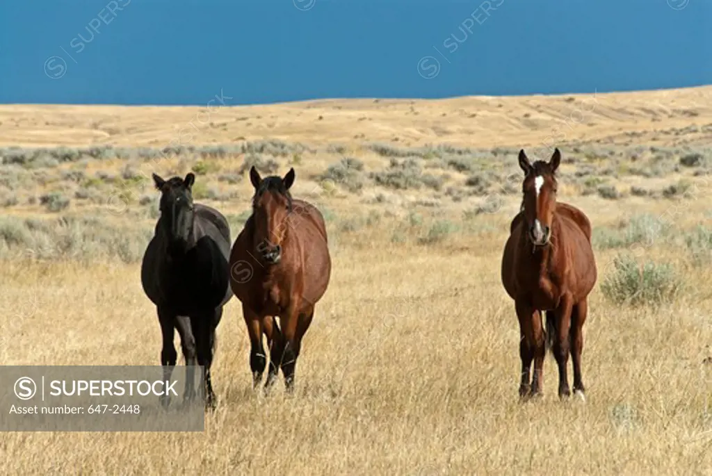 Three horses on prairie all looking straight at us closeup.