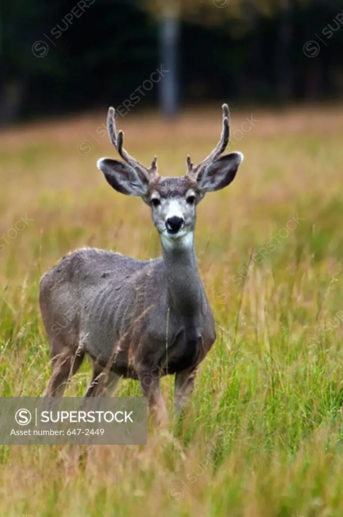 Mule deer buck with velvet on antlers.