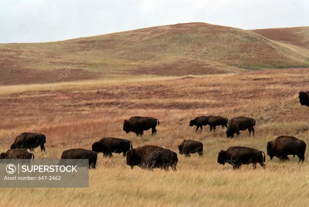 Bison herd on prairie.