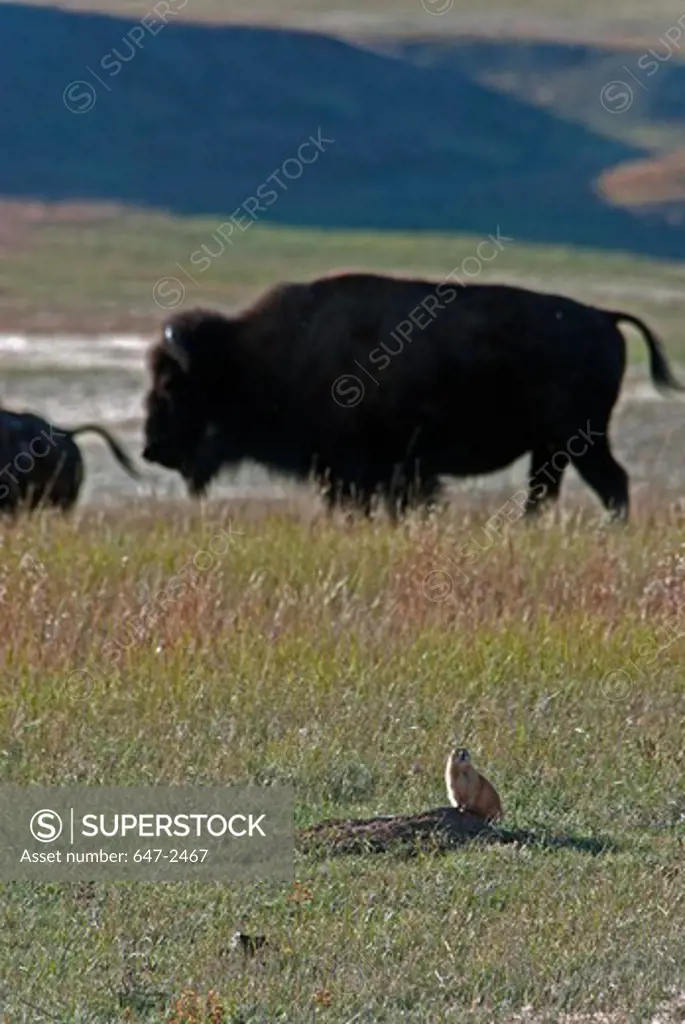 Prairie dog and bison on prairie.