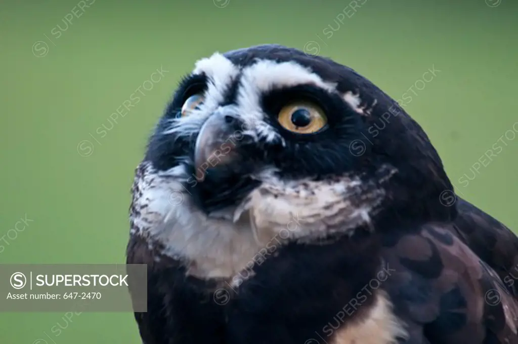 spectacled owl--pulsatrix perspicillata