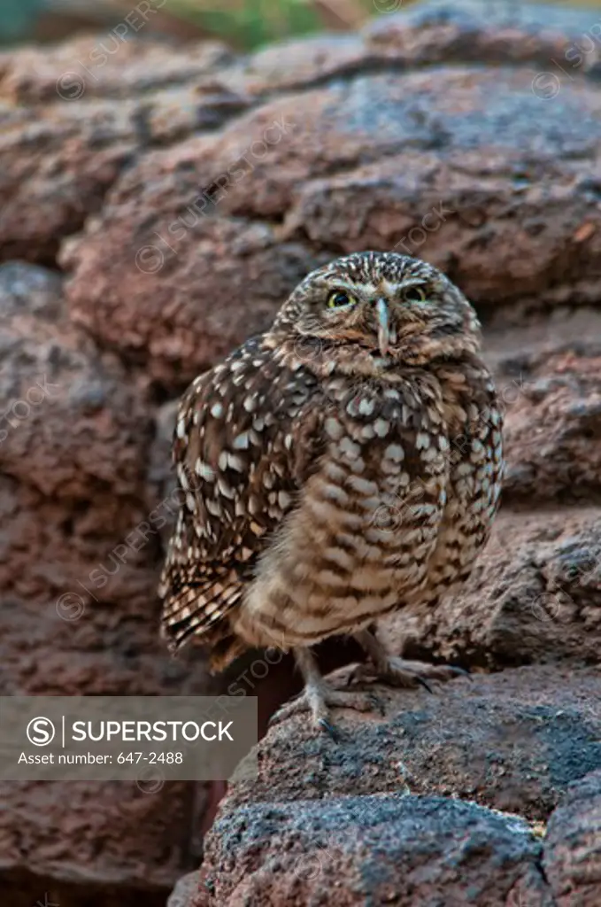 Burrowing Owl, Athene Cunicularia