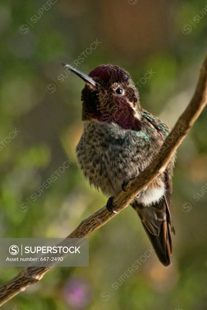 Costa's Hummingbird, Calypte Costae