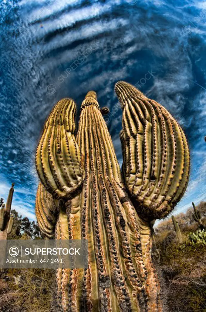USA, Arizona, Saguaro Cactus