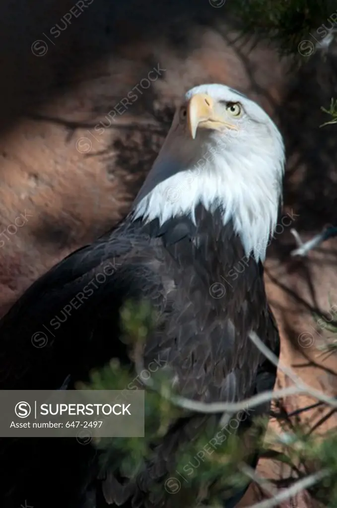 Bald Eagle, Haliaeetus Leucocephalus