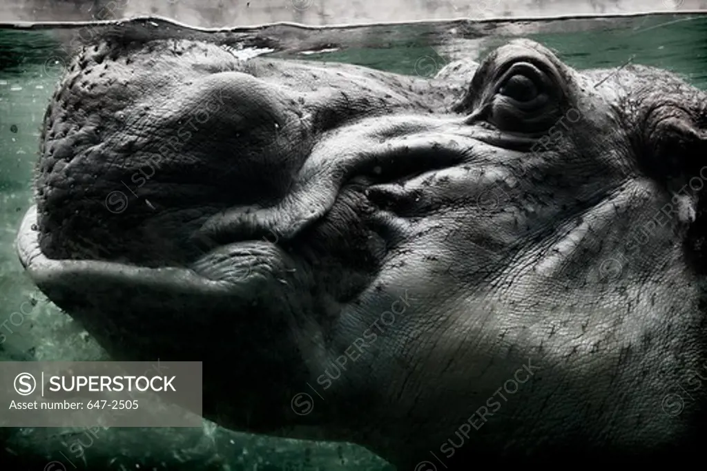 Underwater view of Hippo