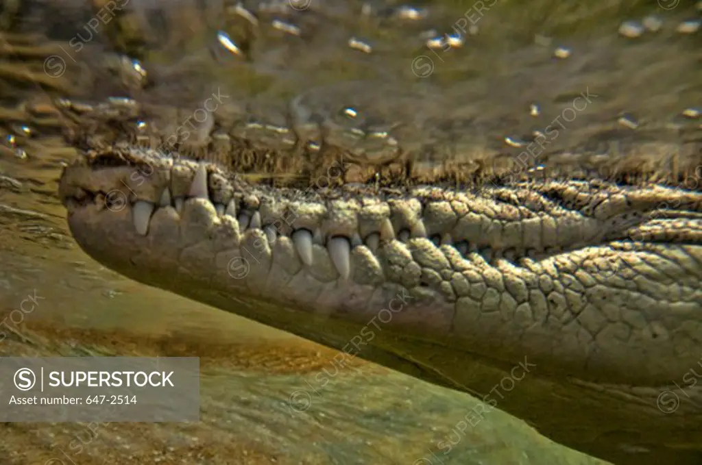 Spectacled Caiman, Caiman Crocodilus