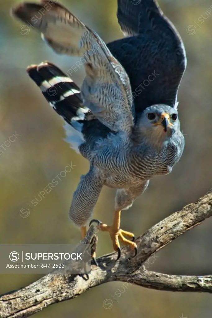 Low angle view of a Grey hawk (Buteo plagiatus) on a tree branch, Arizona, USA