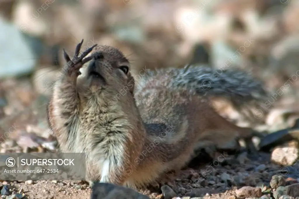 Harris' Antelope squirrel (Ammospermophilus harrisii) on a rock