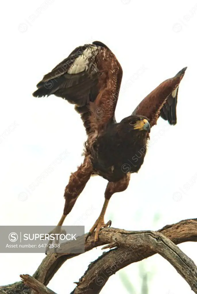 Harris hawk (Parabuteo unicinctus) taking off from a tree branch, Arizona, USA