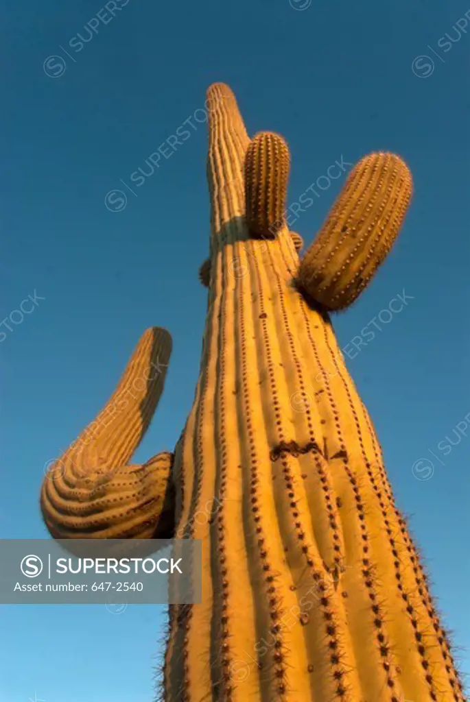 Saguaro Cactus, Saguaro National Park, Pima County, Arizona, USA