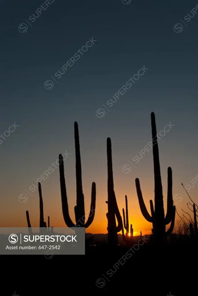 Saguaro Cactus at dusk, Saguaro National Park, Pima County, Arizona, USA