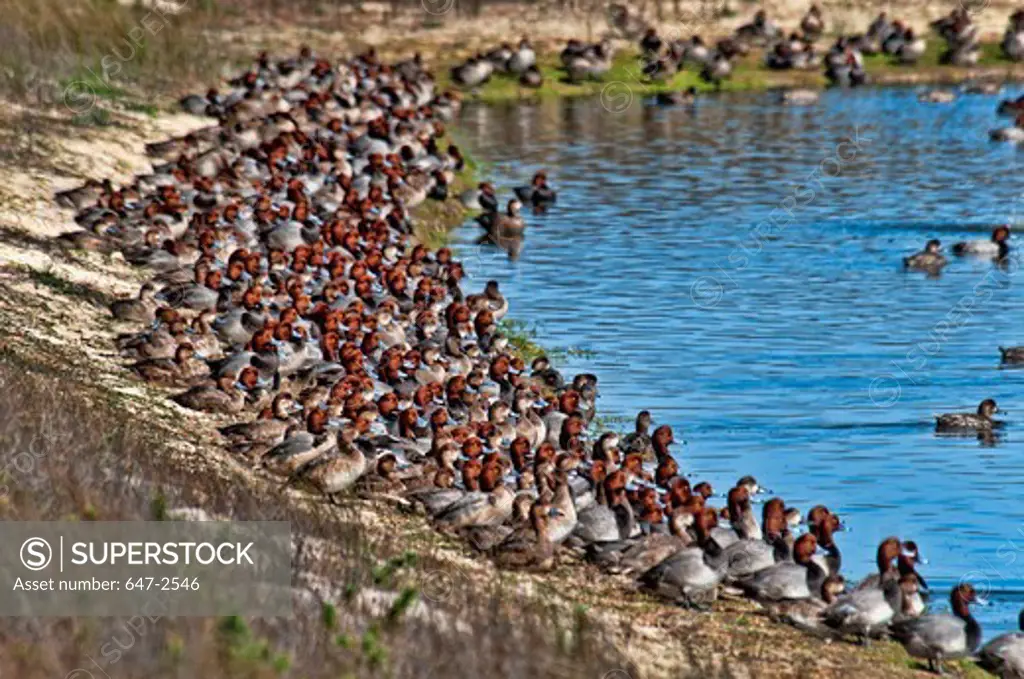 Flock of Redhead ducks (Aythya americana)at the seaside, Padre Island National Seashore, Padre Island, Texas, USA