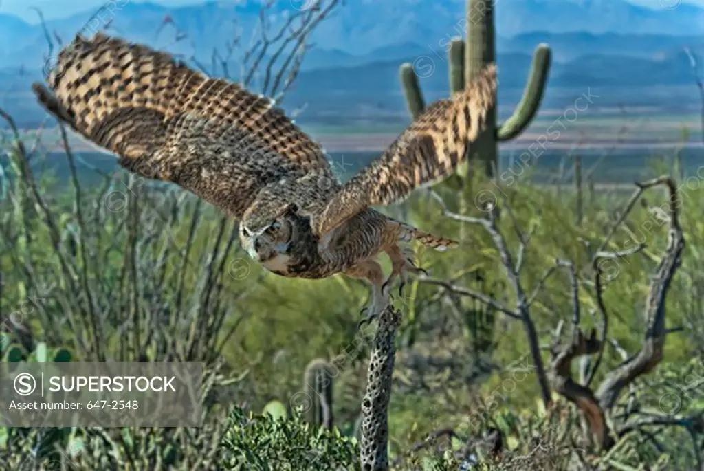 Great Horned owl (Bubo virginianus) taking off from a tree branch, Arizona, USA