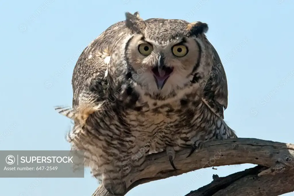 Portrait of a Great Horned Owl (Bubo virginianus) perching on a tree branch, Arizona, USA