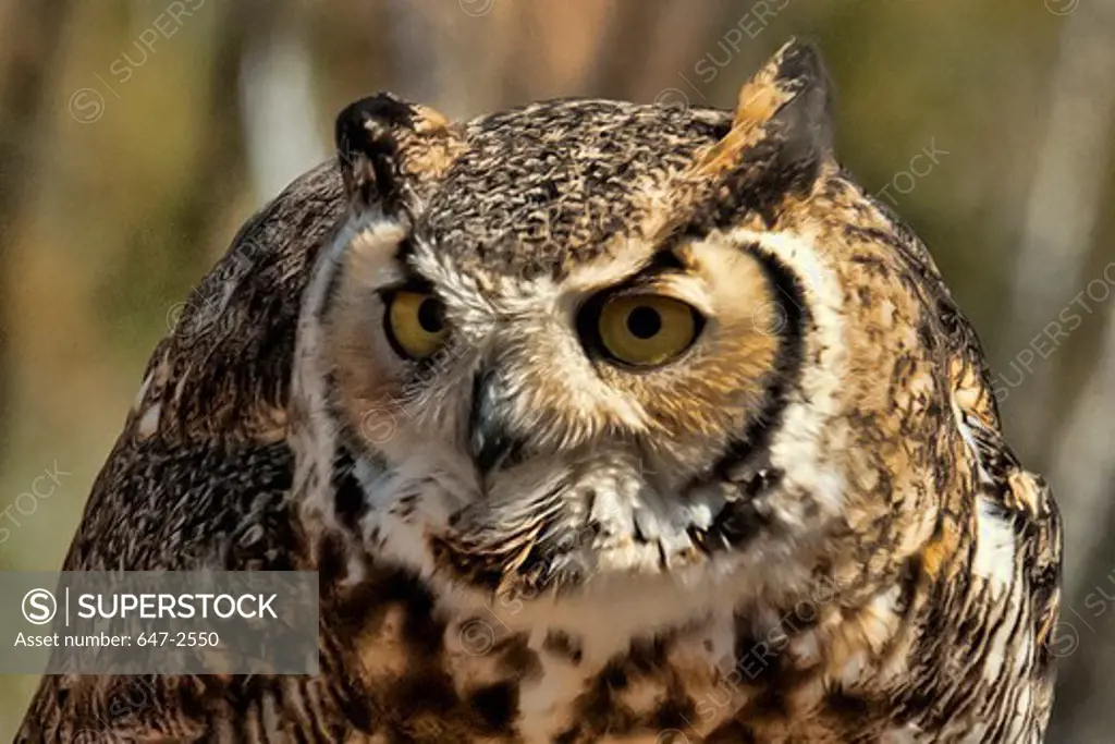 Close-up of a Great Horned owl (Bubo virginianus), Arizona, USA