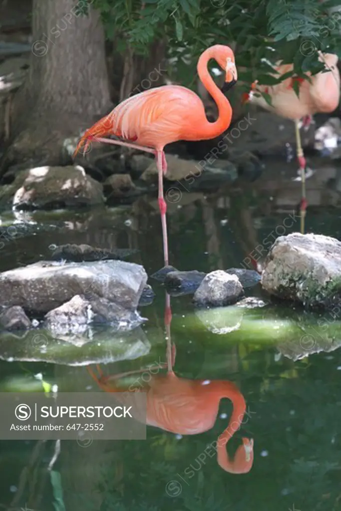 USA, Colorado, Denver, Zoo, Flamingo