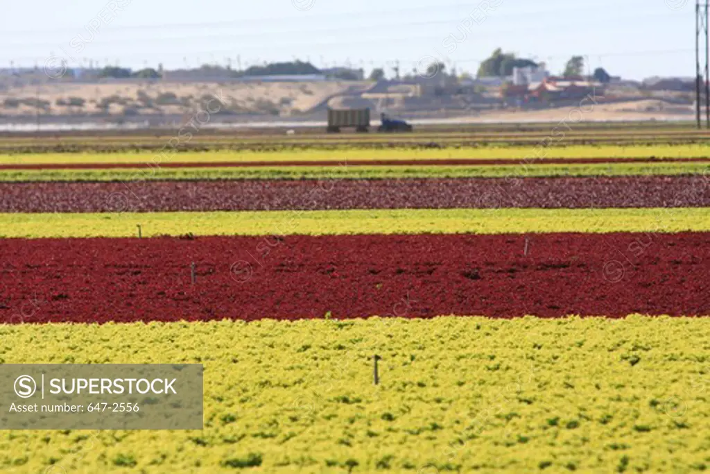 USA, Arizona, Yuma, Lettuce fields