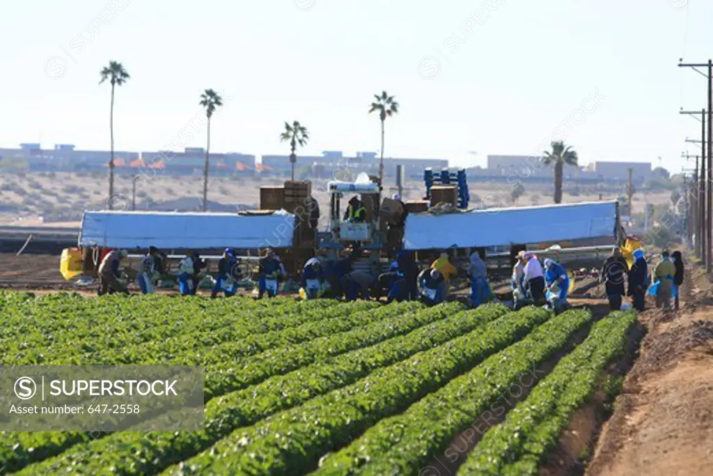 USA, Arizona, Yuma, Lettuce harvesting