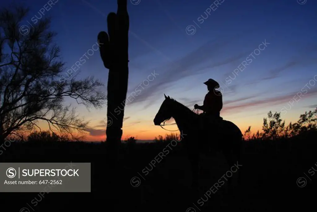 USA, Arizona, Tucson, Horse and rider at sunset