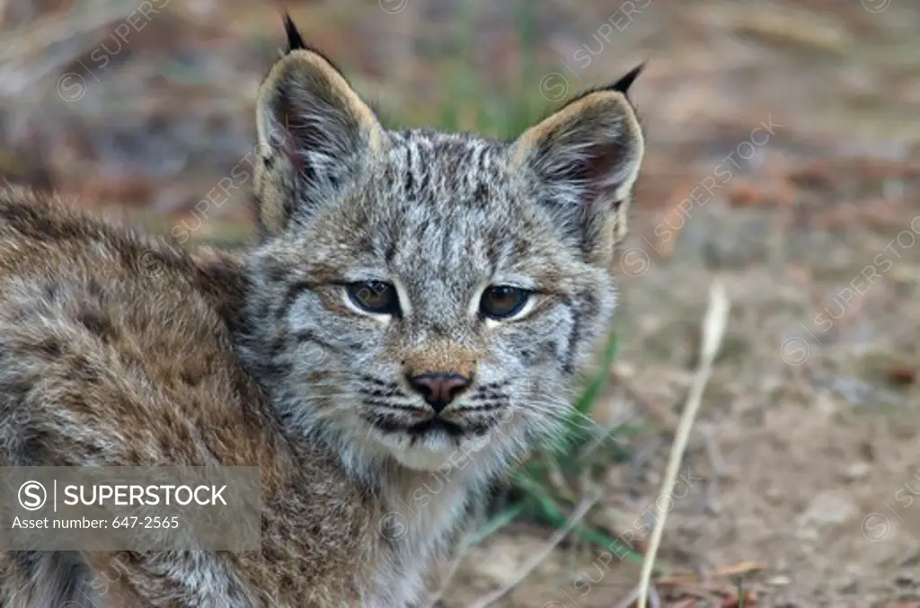 Canada, Yukon, Baby Canada Lynx (Lynx Canadensis)