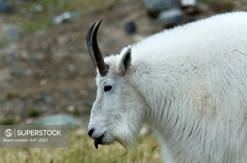 Canada, Yukon, Mountain Goat (Oreamnos Americanus)