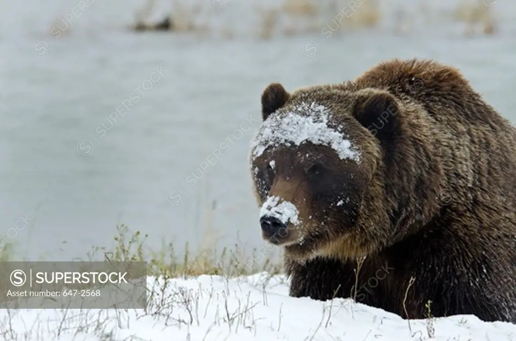 USA, Alaska, Brown Bear (Ursus Arctos)