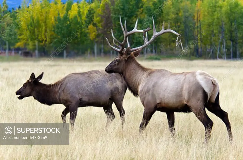 Canada, Yukon Wildlife Preserve, Elk (Cervus Elaphus)