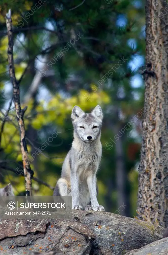Canada, Yukon Wildlife Preserve, Arctic Fox (Alopex Lagopus)