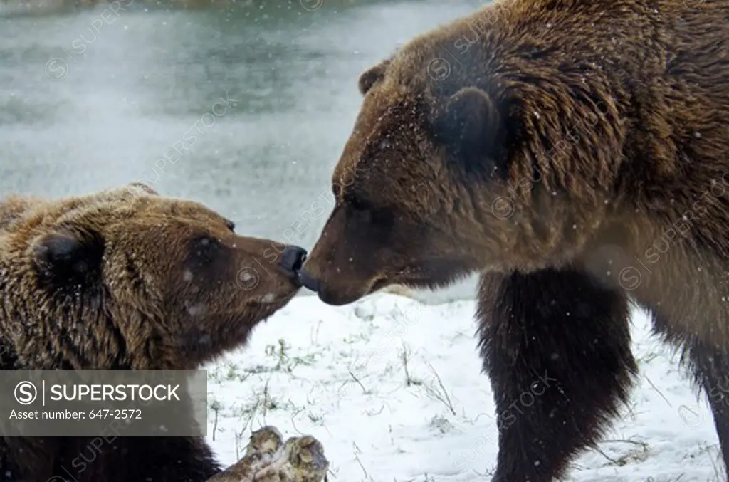 USA, Alaska, Brown Bear (Ursus Arctos)