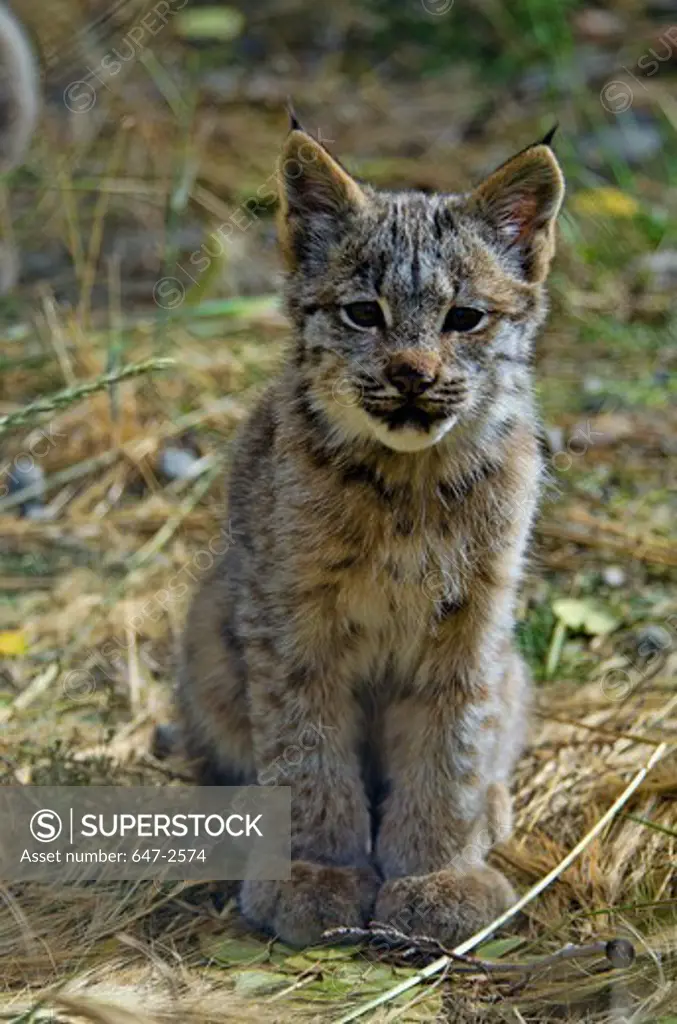 Canada, Yukon, Baby Canada Lynx (Lynx Canadensis)