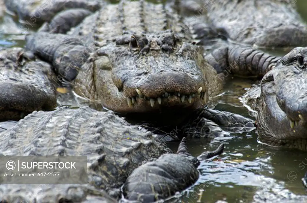 USA, Florida, Everglades Alligator Farm, American Alligator (Alligator Mississippiensis)