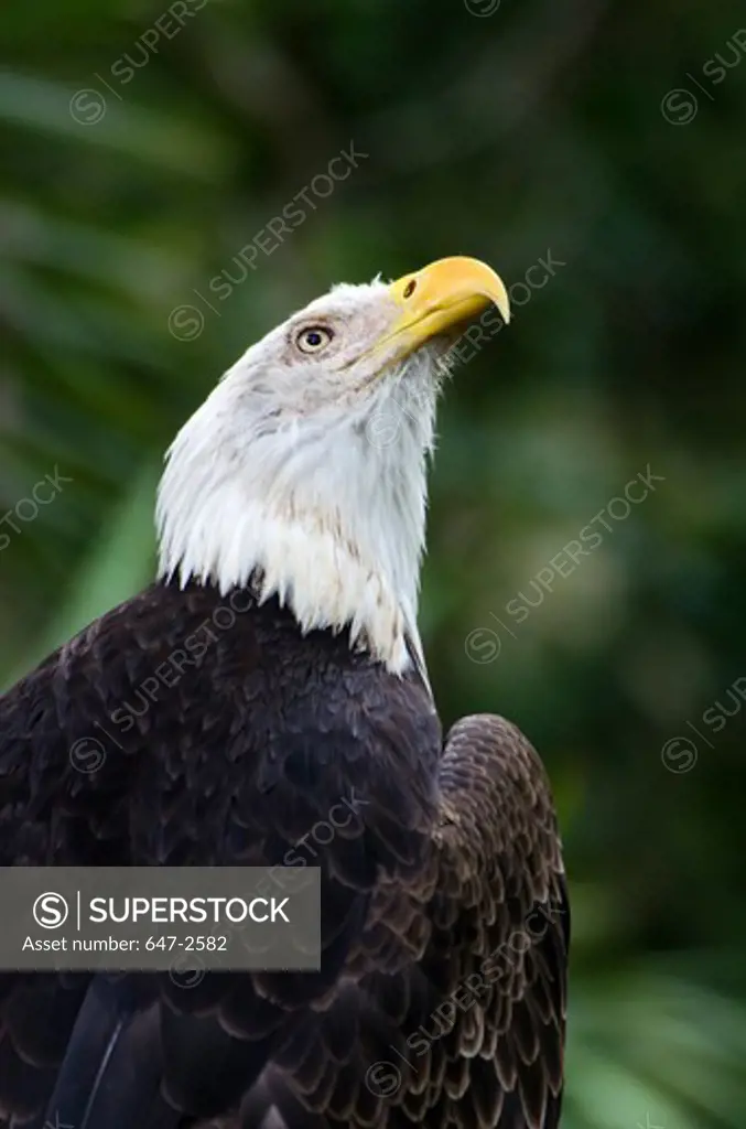 Southern Bald Eagle (Haliaeetus Leucocephalus)